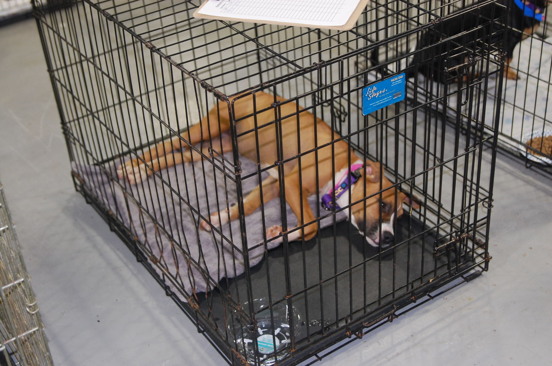 Piedmont animal rescue (4).JPG